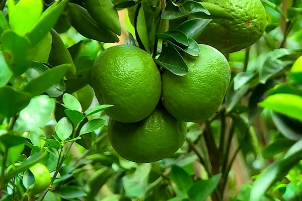 Rửa cam cần dùng máy gì?